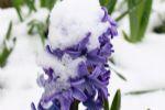 Snow-covered Flower